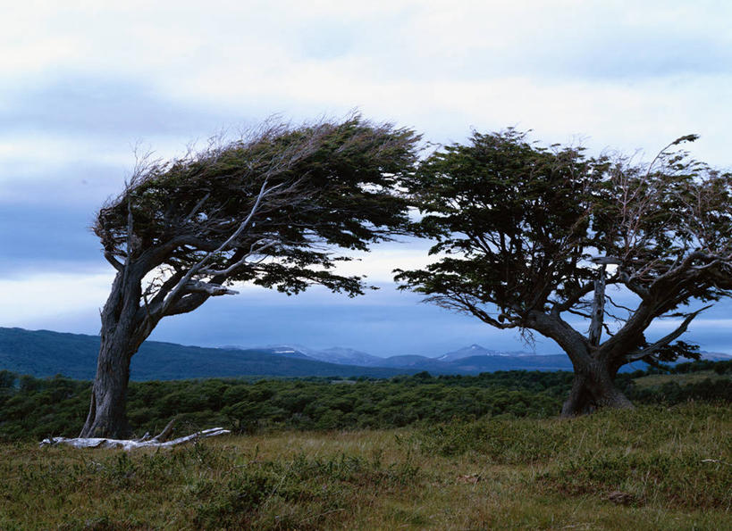 无人,公园,横图,室外,白天,正面,旅游,度假,草地,草坪,美景,树林,植物,阴影,光线,影子,景观,云,云朵,云彩,娱乐,草,树,树木,蓝色,绿色,白云,蓝天,天空,阳光,自然,天,享受,休闲,景色,南美,放松,生长,晴朗,成长,南美洲,国家公园,拉丁美洲,自然风光,美洲,亚美利加洲,南亚美利加洲,火地岛,阿根廷火地岛国家公园,晴空,彩图