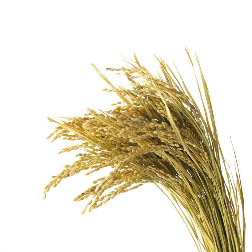 无人,横图,室内,特写,白天,白色背景,正面,许多,阴影,丰富,丰收,反射,影子,谷物,水稻,很多,丰盛,稻,摄影,影棚,收获,丰登,丰硕,彩图,影棚拍摄,拍摄