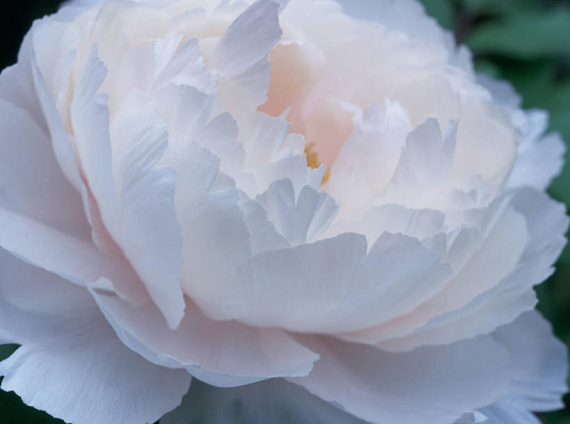 无人,横图,室外,特写,白天,正面,美景,牡丹花,阴影,盛开,光线,影子,景观,花蕾,花,花瓣,花朵,鲜花,一朵,白色,阳光,自然,花苞,花蕊,景色,富贵,自然风光,鼠姑,鹿韭,白茸,百雨金,浓情,圆满,富贵花,洛阳花,牡丹,木芍药,芍药,彩图