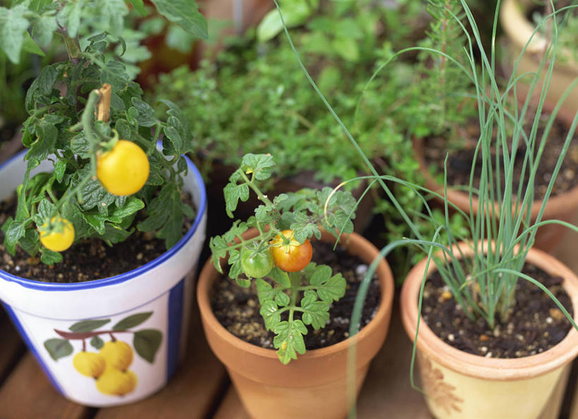 无人,横图,俯视,室外,特写,白天,美景,植物,地板,蔬菜,西红柿,小番茄,花盆,阴影,朦胧,模糊,新鲜,光线,盆栽,影子,陶瓷,景观,食品,盆景,陶瓷制品,地面,木地板,食物,绿色,阳光,自然,容器,景色,有机食品,绿色食品,生长,成长,储藏,储存,自然风光,小西红柿,樱桃小番茄,珍珠小番茄,樱桃番茄,圣女果,番茄,彩图,高角度拍摄,黄色小番茄,贮存