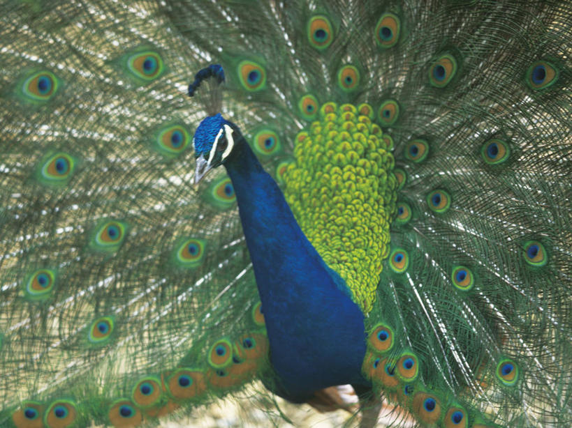 无人,站,横图,室外,特写,白天,正面,美景,孔雀,鸟,野生动物,阴影,朦胧,模糊,鲜艳,光线,鸟类,影子,景观,美丽,注视,漂亮,一只,阳光,自然,动物,观察,看,站着,景色,可爱,活泼,观看,保护,吉祥,察看,优美,关注,自然风光,华贵,善良,防御,艳丽,孔雀开屏,越鸟,百鸟之王,示威,斑斓,瑰丽,娇艳,锦绣,奇丽,求偶,站立,半身,彩图