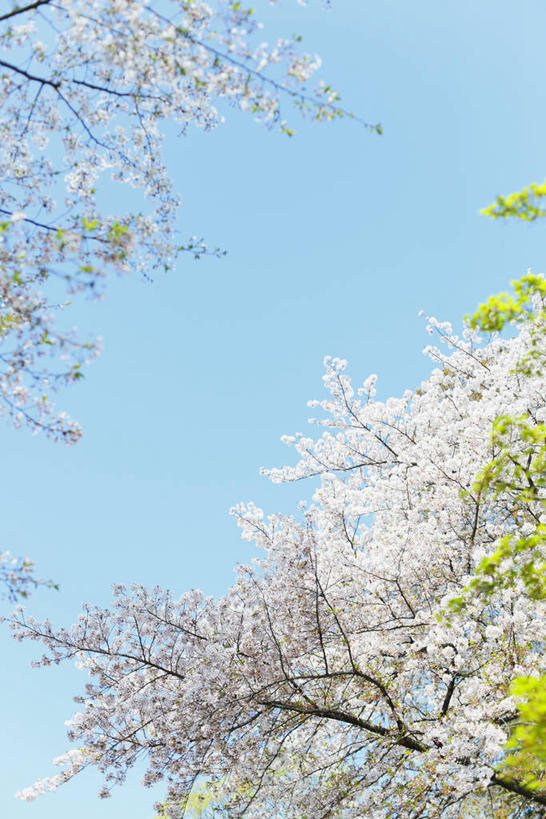 无人,竖图,室外,白天,仰视,旅游,度假,幸福,纯洁,美景,植物,樱花,东京,日本,亚洲,阴影,盛开,光线,影子,景观,枝条,花蕾,娱乐,花,花瓣,花朵,鲜花,树,树木,树枝,蓝色,绿色,蓝天,天空,阳光,自然,天,花苞,花蕊,享受,休闲,景色,放松,生长,晴朗,成长,等待,生命,自然风光,东亚,本州,万里无云,关东地方,本州岛,日本国,东京都,仙樱花,福岛樱,青肤樱,高尚,热烈,虬枝,枝杈,晴空,晴空万里,荆桃,彩图,低角度拍摄,练马区