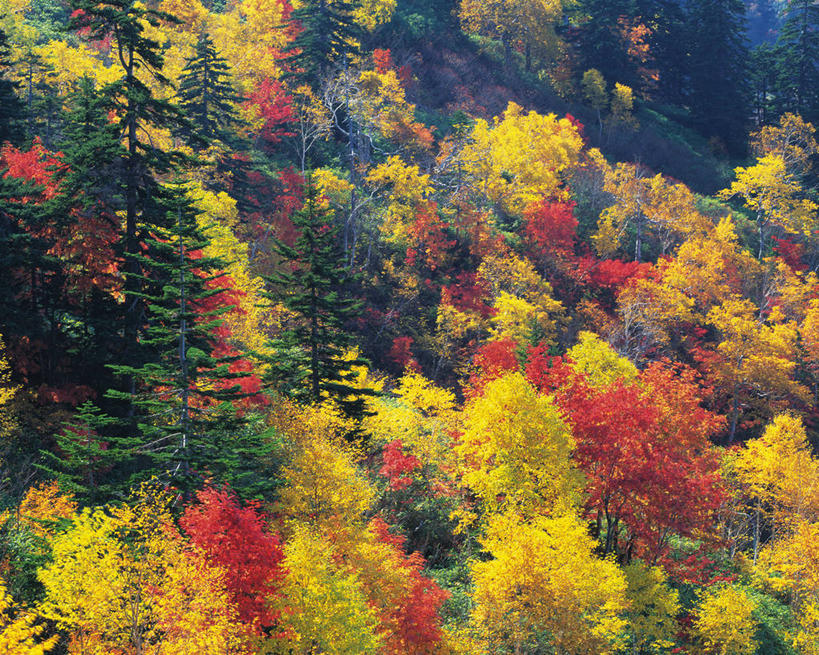 无人,横图,俯视,室外,白天,旅游,度假,美景,秋季,森林,山,山脉,树林,植物,北海道,日本,亚洲,阴影,光线,影子,景观,山峰,山峦,娱乐,树,树木,绿色,阳光,自然,群山,享受,休闲,景色,放松,生长,成长,自然风光,东亚,日本国,北海道地方,北海道岛,秋,秋天,彩图,高角度拍摄,十胜综合振兴局,振兴局,道东