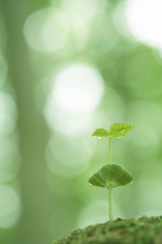 无人,竖图,室外,特写,白天,正面,美景,水,露水,生气,朦胧,模糊,透明,液体,景观,水滴,青苔,苔藓,幼苗,水珠,自然,露珠,嫩芽,景色,活力,朝气,生机,希望,剔透,自然风光,灵动,新苗,通明,彩图,晶莹
