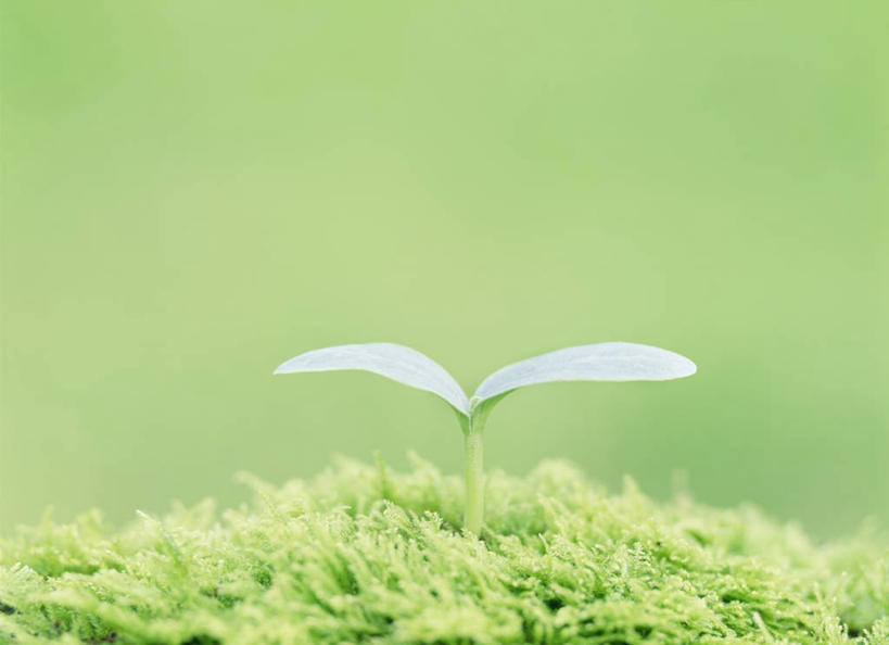 无人,横图,室外,特写,白天,正面,美景,生气,朦胧,模糊,景观,青苔,苔藓,幼苗,自然,嫩芽,景色,活力,朝气,生机,希望,自然风光,一株,新苗,彩图