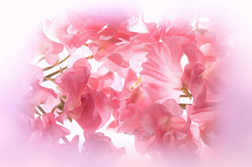 无人,横图,室内,特写,白天,正面,智慧,朦胧,模糊,艺术,盛开,香豌豆,花蕾,文化,花,花瓣,花朵,鲜花,粉色,插花,花苞,花蕊,插花艺术,豌豆花,创造,创作,想象,腐香豌豆,花豌豆,彩图