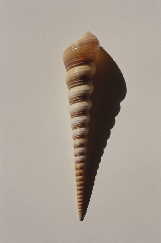 无人,竖图,室内,特写,白天,正面,灰色背景,海螺,海洋生物,一个,摄影,影棚,单个,软体动物,峨螺,水生动物,水生物,海底动物,螺旋状,彩图,影棚拍摄,螺旋形,螺旋形状,螺旋型,拍摄