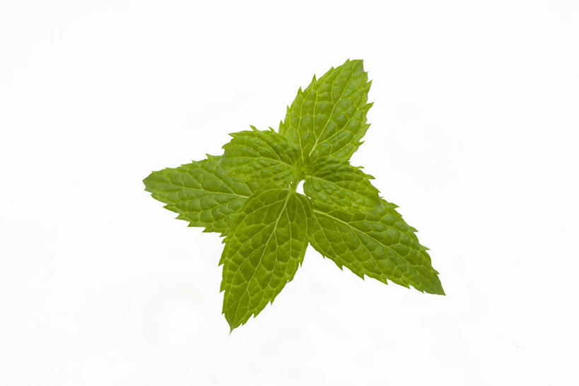 无人,横图,俯视,室内,特写,白天,白色背景,植物,叶子,纹理,薄荷,绿叶,银丹草,绿色,嫩叶,摄影,影棚,肌理,斑叶凤梨薄荷,夜息香,胡椒薄荷,叶,叶片,叶脉,彩图,高角度拍摄,影棚拍摄,拍摄