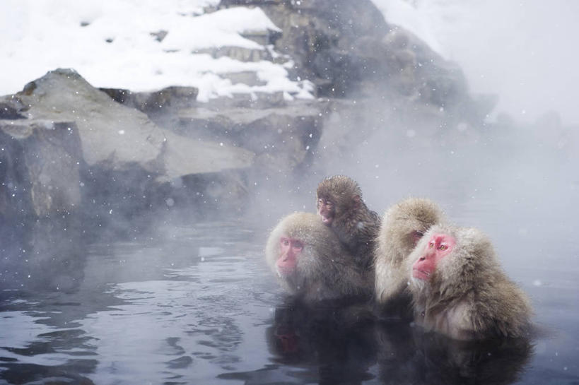 无人,横图,室外,白天,正面,旅游,度假,美景,温泉,雪,雾,大雪,哺乳动物,猴,野生动物,猴子,长野县,日本,四只,沸腾,蒸汽,积雪,景观,雪景,冬季,冬天,水蒸气,雾气,注视,娱乐,自然,动物,观察,看,享受,休闲,温暖,景色,放松,寒冷,可爱,泉水,活泼,温和,观看,气体,察看,关注,自然风光,猕猴,日本猕猴,本州,本州岛,日本国,中部地方,长野,蒸发,严寒,地热,半身,彩图,地狱谷,地狱谷温泉