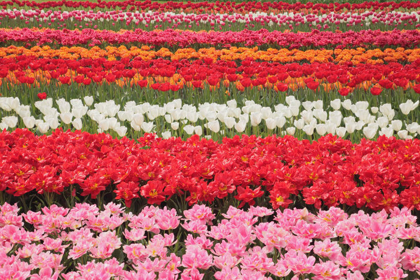 无人,横图,俯视,室外,白天,爱情,旅游,度假,花海,花圃,美景,植物,郁金香,叶子,欧洲,荷兰,盛开,景观,首都,祝福,花蕾,娱乐,花,花瓣,花朵,花卉,鲜花,粉色,红色,绿色,白色,自然,花丛,花束,花田,花苞,花蕊,享受,休闲,橙色,景色,放松,表白,西欧,自然风光,荣誉,阿姆斯特丹,永恒,荷兰王国,尼德兰王国,库肯霍夫花园,北荷兰省,郁香,洋荷花,草麝香,彩图,高角度拍摄