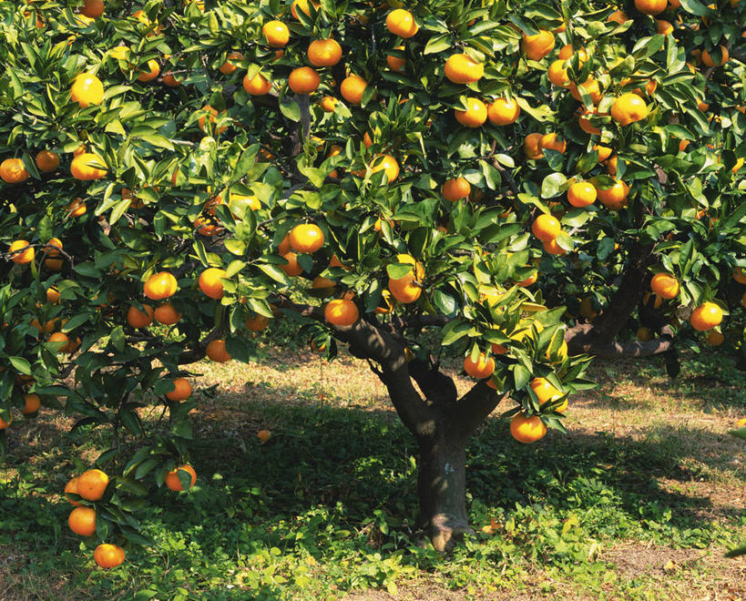 无人,果园,横图,室外,白天,正面,旅游,度假,美景,田园,植物,柑橘,水果,长崎,日本,亚洲,阴影,新鲜,光线,影子,景观,生食,食品,果实,果树,娱乐,树,树木,食物,绿色,阳光,自然,享受,休闲,景色,放松,有机食品,绿色食品,生长,成长,自然风光,东亚,田庄,日本国,长崎县,九州本岛,九州,九州岛,九州地方,园子,柑桔,橘子,桔子,彩图,大红蜜橘,大红袍,红橘,黄橘,宽皮橘,桔子树