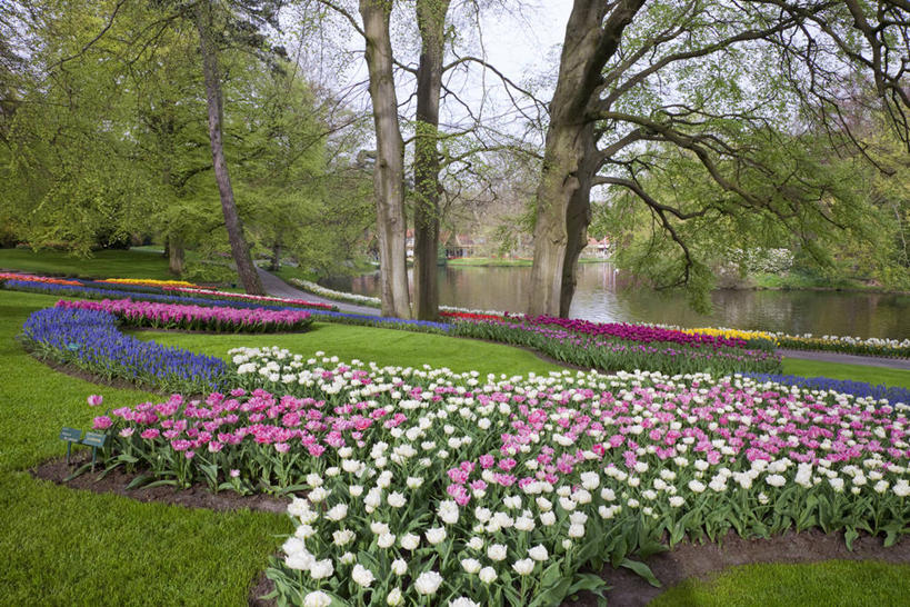 无人,横图,室外,白天,正面,爱情,旅游,度假,草地,草坪,花海,花圃,美景,植物,郁金香,叶子,欧洲,荷兰,盛开,景观,首都,祝福,花蕾,娱乐,草,花,花瓣,花朵,花卉,鲜花,树,树木,绿色,天空,自然,花丛,花束,花田,天,花苞,花蕊,享受,休闲,景色,放松,生长,成长,表白,西欧,自然风光,荣誉,阿姆斯特丹,永恒,荷兰王国,尼德兰王国,库肯霍夫花园,北荷兰省,郁香,洋荷花,草麝香,彩图