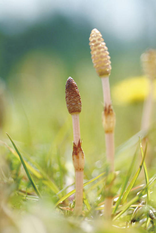 无人,竖图,室外,特写,白天,正面,美景,叶子,朦胧,模糊,景观,绿叶,自然,嫩叶,景色,自然风光,问荆,接续草,公母草,搂接草,空心草,马蜂草,猪鬃草,黄蚂草,节节草,接骨草,叶,叶片,彩图,木贼