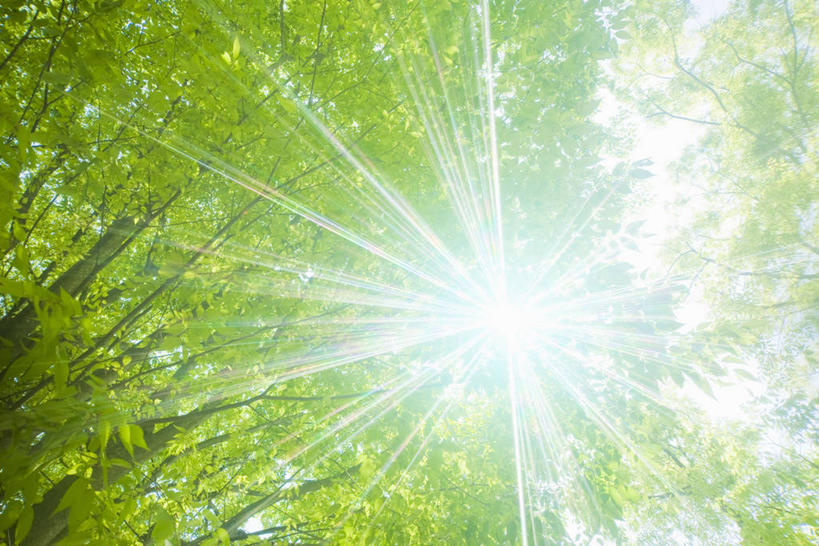 无人,横图,室外,白天,仰视,旅游,度假,美景,森林,树林,植物,日本,亚洲,阴影,朦胧,梦幻,模糊,发光,光束,光线,影子,景观,光亮,娱乐,树,树木,绿色,阳光,自然,享受,休闲,景色,放松,生长,成长,未来,发亮,自然风光,东亚,憧憬,本州,本州岛,日本国,近畿地方,近畿,滋贺,滋贺县,县厅,大津市,彩图,低角度拍摄,镜头光晕,透镜闪耀,眩光,大津