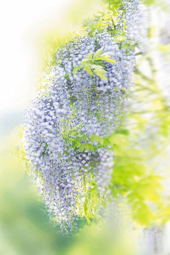 无人,竖图,室外,特写,白天,正面,美景,叶子,阴影,朦胧,模糊,盛开,光线,影子,景观,绿叶,紫藤,花蕾,花,花瓣,花朵,鲜花,紫色,阳光,自然,花苞,花蕊,嫩叶,景色,自然风光,朱藤,藤萝,招藤,招豆藤,叶,叶片,彩图