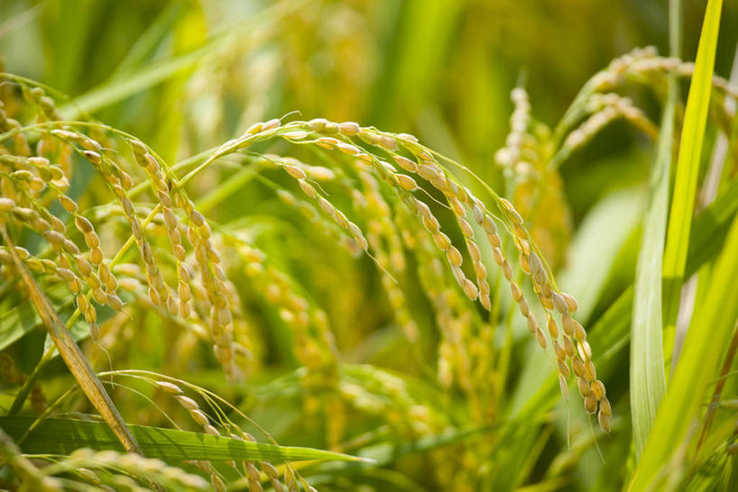 无人,农田,横图,室外,特写,白天,正面,农业,庄稼,农作物,美景,朦胧,模糊,稻田,景观,谷物,水稻,稻,自然,景色,自然风光,彩图,耕地,庄稼田