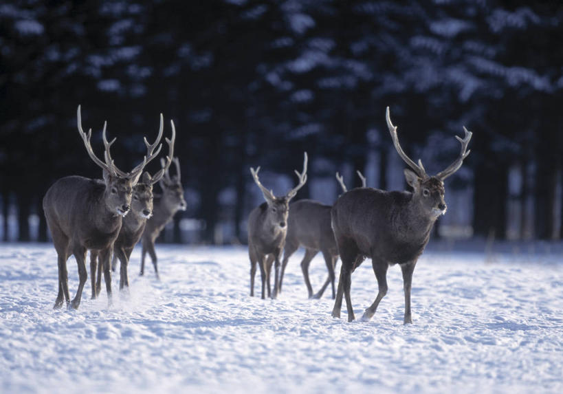 无人,走,横图,室外,白天,正面,旅游,度假,美景,雪,植物,大雪,鹿,野生动物,北海道,日本,亚洲,一群,许多,阴影,朦胧,模糊,光线,影子,积雪,景观,雪景,冬季,冬天,很多,娱乐,树,树木,绿色,阳光,自然,动物,享受,休闲,景色,放松,寒冷,可爱,活泼,生长,成长,自然风光,东亚,日本国,北海道地方,北海道岛,严寒,钏路支厅,花鹿,梅花鹿,步行,散步,走路,彩图,全身,振兴局,钏路综合振兴局,钏路,钏路市,道东