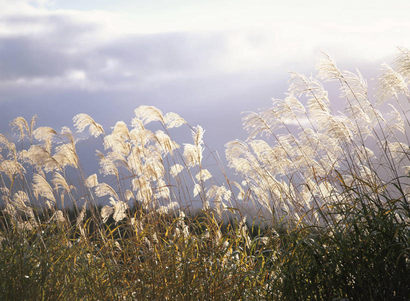 无人,横图,室外,白天,正面,旅游,度假,美景,植物,秋田县,日本,亚洲,阴影,枯萎,朦胧,模糊,光线,影子,景观,枯草,娱乐,草,黄色,阳光,自然,享受,休闲,景色,放松,自然风光,东亚,本州,本州岛,日本国,秋田,东北地方,彩图