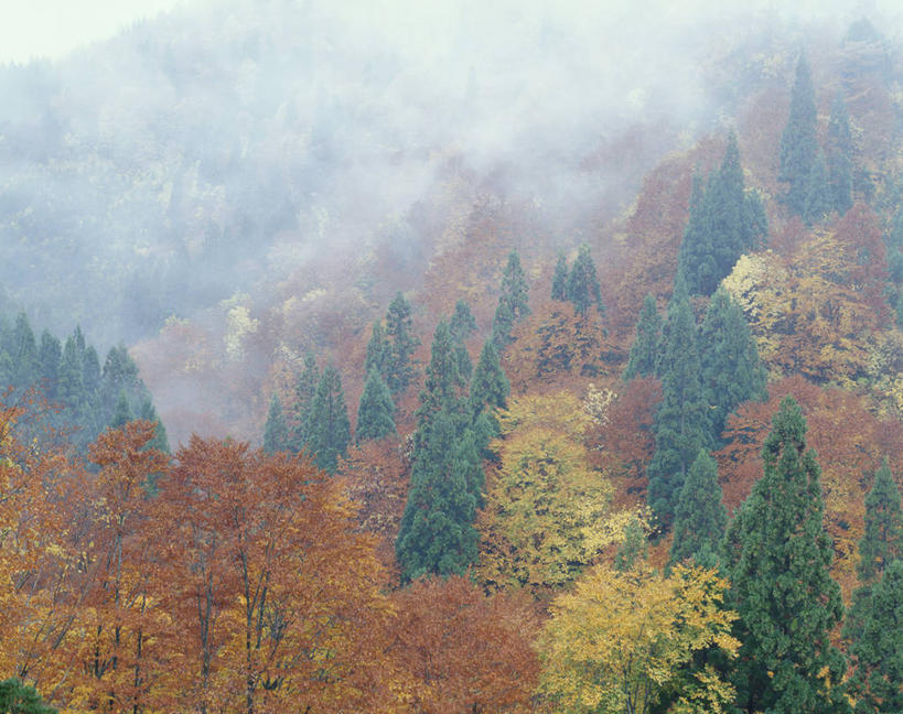 无人,横图,俯视,室外,白天,旅游,度假,美景,秋季,森林,山,山脉,树林,植物,雾,叶子,秋田县,日本,亚洲,朦胧,模糊,景观,山峰,枯叶,落叶,山峦,娱乐,树,树木,绿色,自然,群山,享受,休闲,景色,放松,生长,成长,迷雾,自然风光,东亚,本州,本州岛,日本国,秋田,东北地方,汤泽,汤泽市,叶,叶片,大雾,秋,秋天,彩图,高角度拍摄