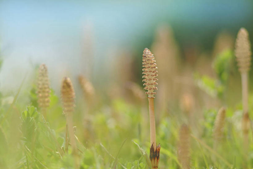 无人,横图,室外,白天,正面,旅游,度假,美景,日本,亚洲,朦胧,模糊,景观,娱乐,自然,享受,休闲,景色,放松,自然风光,东亚,本州,本州岛,日本国,近畿地方,近畿,滋贺,滋贺县,问荆,接续草,公母草,搂接草,空心草,马蜂草,猪鬃草,黄蚂草,节节草,接骨草,县厅,大津市,彩图,木贼,大津