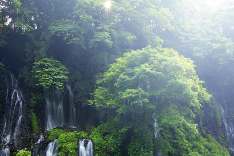 无人,横图,室外,白天,正面,旅游,度假,美景,瀑布,森林,树林,水,植物,雾,长野县,日本,亚洲,阴影,飞溅,朦胧,模糊,溅,光线,液体,影子,景观,水滴,娱乐,水珠,树,树木,绿色,阳光,自然,享受,休闲,景色,放松,生长,成长,迷雾,喷洒,自然风光,东亚,本州,本州岛,日本国,中部地方,长野,轻井泽,轻井泽町,白丝瀑布,跌水,大雾,彩图,北佐久郡