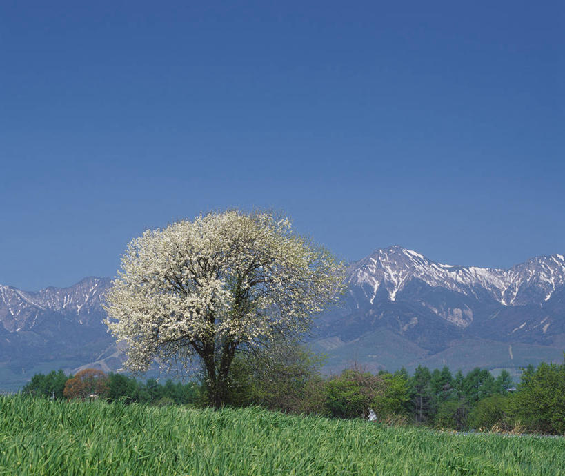 无人,公园,横图,室外,白天,正面,旅游,度假,草地,草坪,美景,山,树林,雪,雪山,植物,大雪,长野县,日本,亚洲,阴影,盛开,光线,影子,冰,积雪,景观,山峰,雪景,冬季,冬天,山峦,花蕾,娱乐,草,花,花瓣,花朵,鲜花,树,树木,蓝色,绿色,蓝天,天空,阳光,自然,天,花苞,花蕊,享受,休闲,景色,放松,寒冷,生长,晴朗,成长,冰冷,梨花,自然风光,东亚,纯真,离别,本州,万里无云,本州岛,日本国,中部地方,山梨,山梨县,长野,严寒,冰凉,酷寒,凛冽,凛凛,极冷,晴空,晴空万里,彩图,国定公园,八岳中信高原国定公园