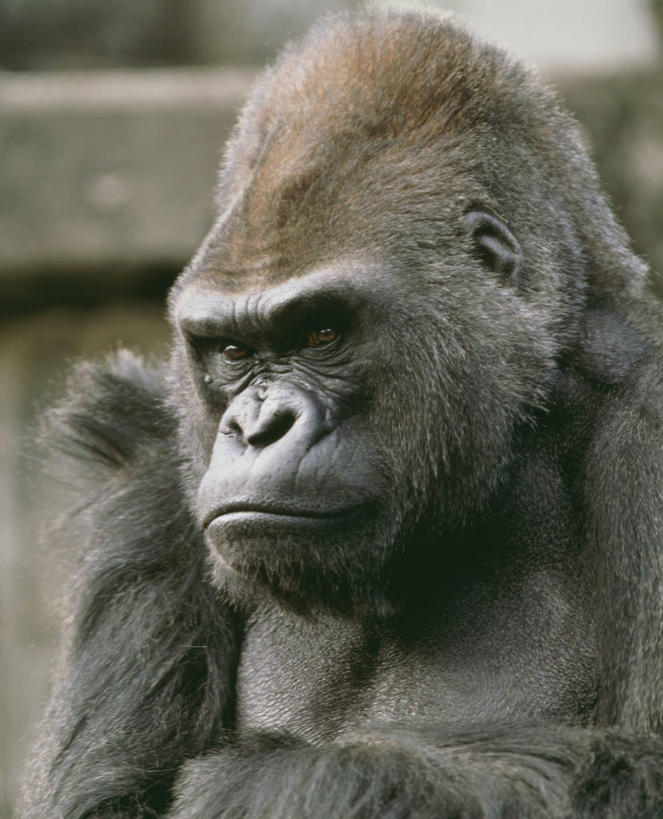 头,无人,坐,竖图,室外,特写,白天,正面,哺乳动物,野生动物,猩猩,一头,阴影,朦胧,模糊,光线,影子,注视,阳光,动物,观察,看,观看,察看,关注,大猩猩,金刚猩猩,头部,坐着,半身,彩图