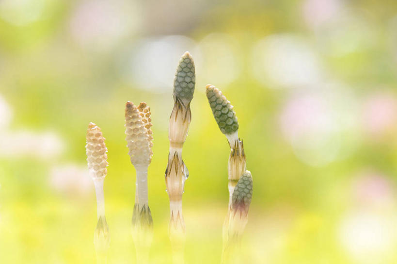 无人,横图,室外,特写,白天,正面,美景,阴影,朦胧,模糊,光线,影子,景观,阳光,自然,景色,马尾,自然风光,问荆,接续草,公母草,搂接草,空心草,马蜂草,猪鬃草,黄蚂草,节节草,接骨草,彩图,木贼,马尾植物