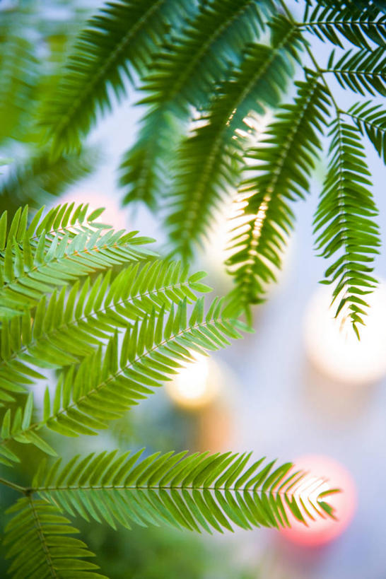 无人,竖图,俯视,室外,特写,白天,植物,蜡烛,许多,阴影,朦胧,模糊,光线,火焰,影子,烛光,很多,燃烧,绿色,自然,点燃,生长,成长,蕨类,蕨类植物,彩图,高角度拍摄