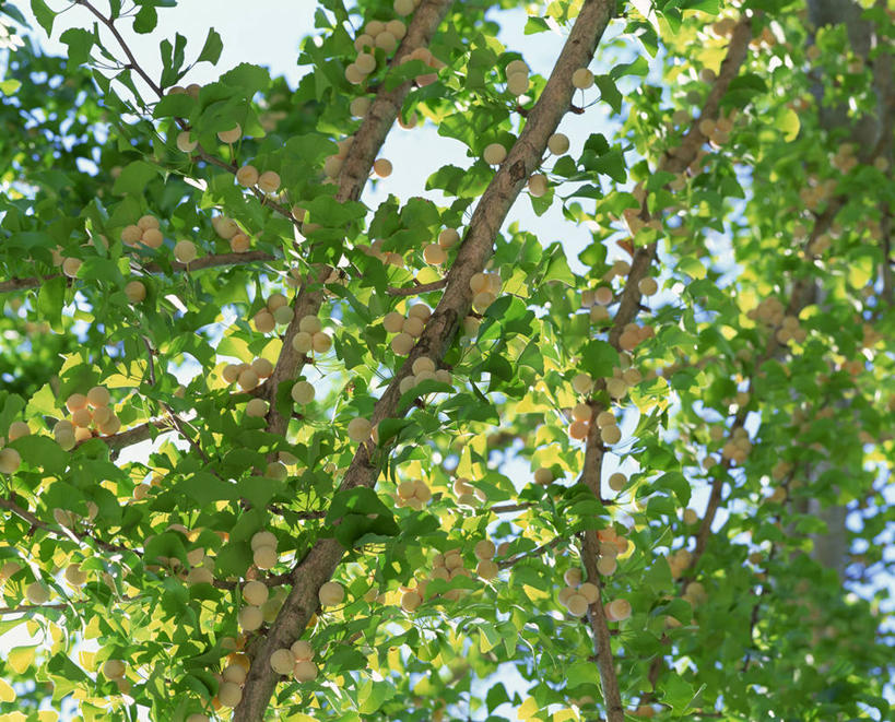 无人,横图,室外,白天,仰视,美景,树林,植物,银杏树,阴影,光线,影子,景观,坚果,果实,树,树木,蓝色,绿色,蓝天,天空,阳光,自然,干果,天,景色,生长,晴朗,成长,自然风光,万里无云,鸭脚树,晴空,晴空万里,银杏,公孙树,白果,彩图,低角度拍摄