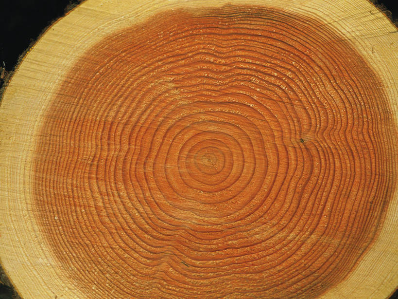 无人,横图,室内,特写,白天,正面,静物,阴影,反射,纹路,纹理,影子,圆环,圆圈,树桩,年轮,树,树干,木桩,年龄,环状,肌理,周期,年数,彩图