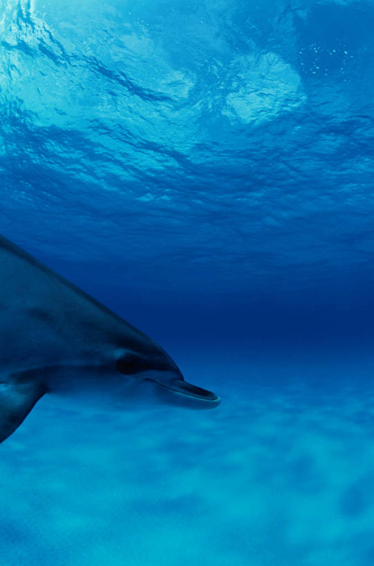 游泳,无人,竖图,室外,白天,侧面,海底,水下,美景,哺乳动物,海豚,鲸鱼,景观,水底,海洋生物,一只,自然,动物,景色,南美,海底世界,鲸,南美洲,西印度群岛,拉丁美洲,自然风光,水生动物,美洲,水生物,海底动物,亚美利加洲,南亚美利加洲,泅水,鲸类,拍浮,海床,半身,彩图,巴哈马群岛