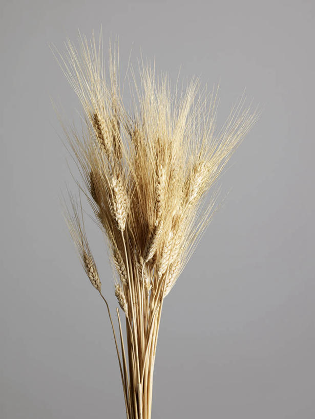 无人,竖图,室内,特写,白天,正面,农作物,小麦,阴影,灰色背景,反射,影子,谷物,摄影,麦子,影棚,彩图,影棚拍摄,拍摄