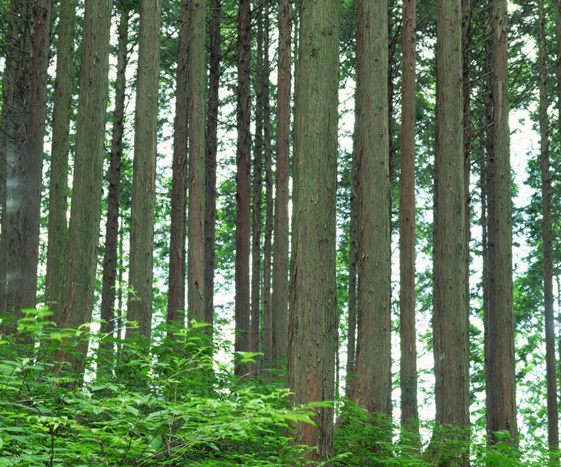 无人,横图,室外,白天,仰视,美景,森林,树林,植物,柏树,阴影,光线,影子,景观,树,树木,绿色,阳光,自然,景色,生长,成长,自然风光,高尚,长寿,不朽,正气,彩图,低角度拍摄