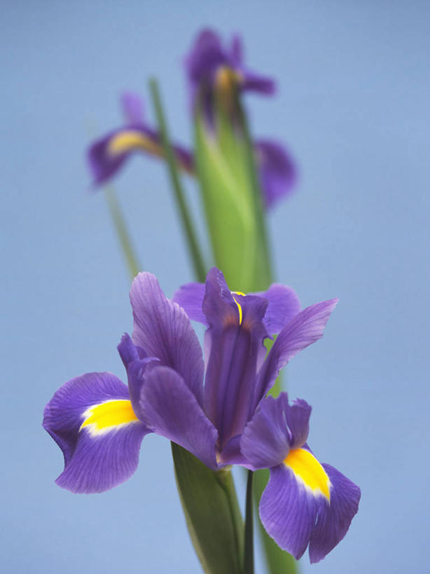 无人,竖图,室内,特写,白天,正面,爱情,友谊,阴影,蓝色背景,盛开,反射,影子,鸢尾花,花蕾,花,花瓣,花朵,鲜花,紫色,花苞,花蕊,摄影,影棚,鸢尾,紫蝴蝶,蓝蝴蝶,扁竹花,彩图,影棚拍摄,拍摄,爱丽丝,爱丽丝花