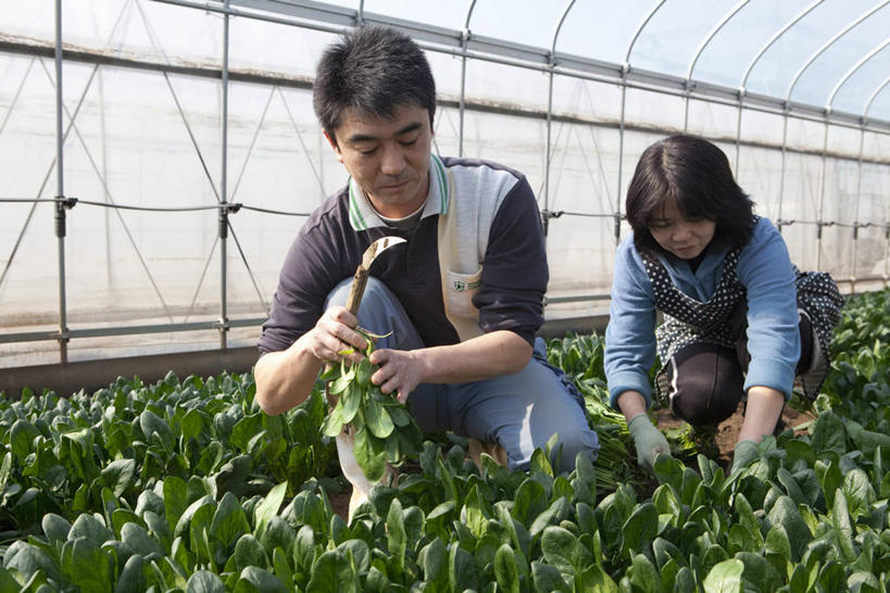 东方人,中年人,两个人,家庭,夫妻,菜园,蹲,笑,微笑,横图,室内,白天,正面,爱情,农作物,田园,蔬菜,亚洲,握,服装,新鲜,暖棚,食品,浪漫,拿,拿着,注视,休闲装,黄种人,食物,衣服,低头,观察,看,休闲,温暖,温馨,一家人,休闲服,恩爱,握着,恋人,服饰,有机食品,绿色食品,观看,和睦,察看,关注,镰刀,农具,菜棚,田庄,垂头,耕具,割刀,男人,男性,女人,女性,中年男性,中年女性,亚洲人,夫妇,情侣,蹲着,彩图,全身,伴侣,融洽