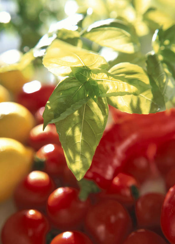 无人,竖图,俯视,室内,特写,白天,植物,柠檬,蔬菜,西红柿,小番茄,水果,一堆,许多,阴影,堆叠,堆积,朦胧,模糊,新鲜,反射,影子,生食,香料,食品,果实,草药,很多,蔬果,中药,食物,香草,有机食品,绿色食品,堆,罗勒,紫苏,药材,中草药,九层塔,圣约瑟夫草,甜罗勒,兰香,中药材,本草,赤苏,红苏,黑苏,小西红柿,樱桃小番茄,珍珠小番茄,益母果,柠果,樱桃番茄,圣女果,番茄,彩图,高角度拍摄