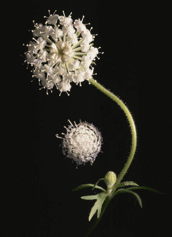 无人,竖图,室内,特写,白天,正面,智慧,阴影,黑色背景,盛开,反射,蕾丝花,影子,花蕾,花,花瓣,花朵,鲜花,花苞,花蕊,摄影,影棚,白雪花,理性,彩图,影棚拍摄,拍摄,白缎带花,雪珠花