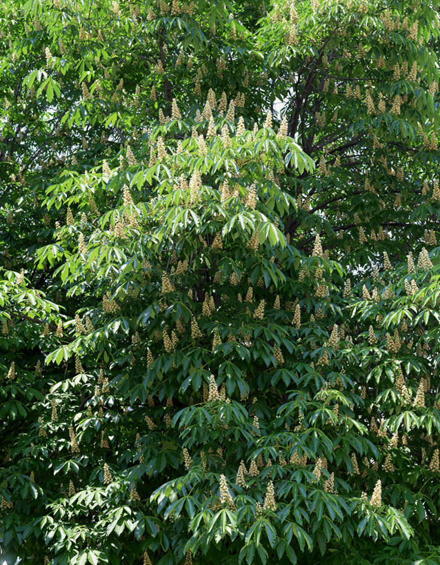 无人,竖图,室外,白天,正面,旅游,度假,美景,森林,树林,植物,日本,亚洲,景观,娱乐,树,树木,绿色,自然,享受,休闲,景色,放松,生长,成长,自然风光,东亚,七叶树,日本国,娑罗树,彩图