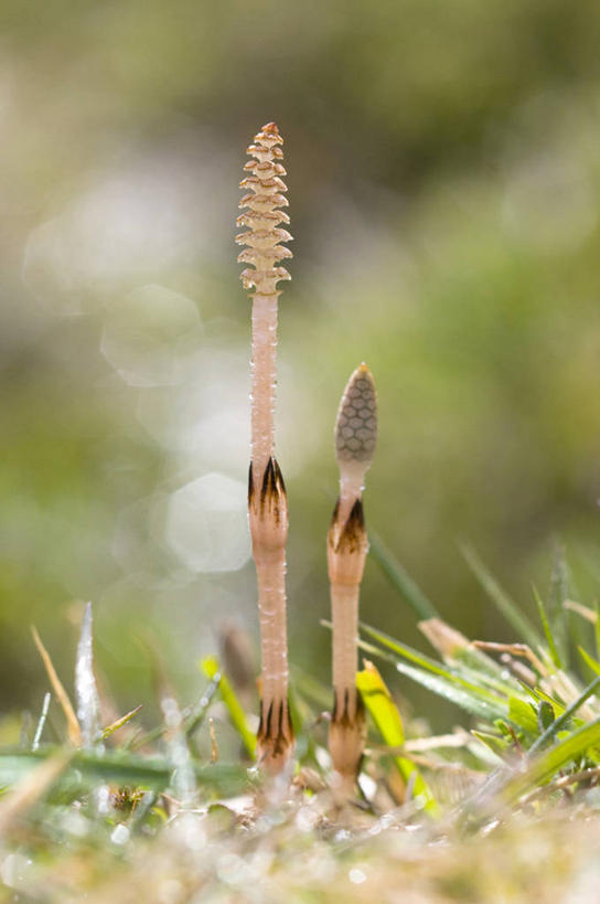 无人,竖图,室外,特写,白天,正面,美景,水,露水,叶子,阴影,朦胧,模糊,透明,光线,液体,影子,景观,水滴,绿叶,水珠,阳光,自然,露珠,嫩叶,景色,马尾,生机,剔透,自然风光,问荆,接续草,公母草,搂接草,空心草,马蜂草,猪鬃草,黄蚂草,节节草,接骨草,灵动,通明,叶,叶片,彩图,木贼,马尾植物,晶莹