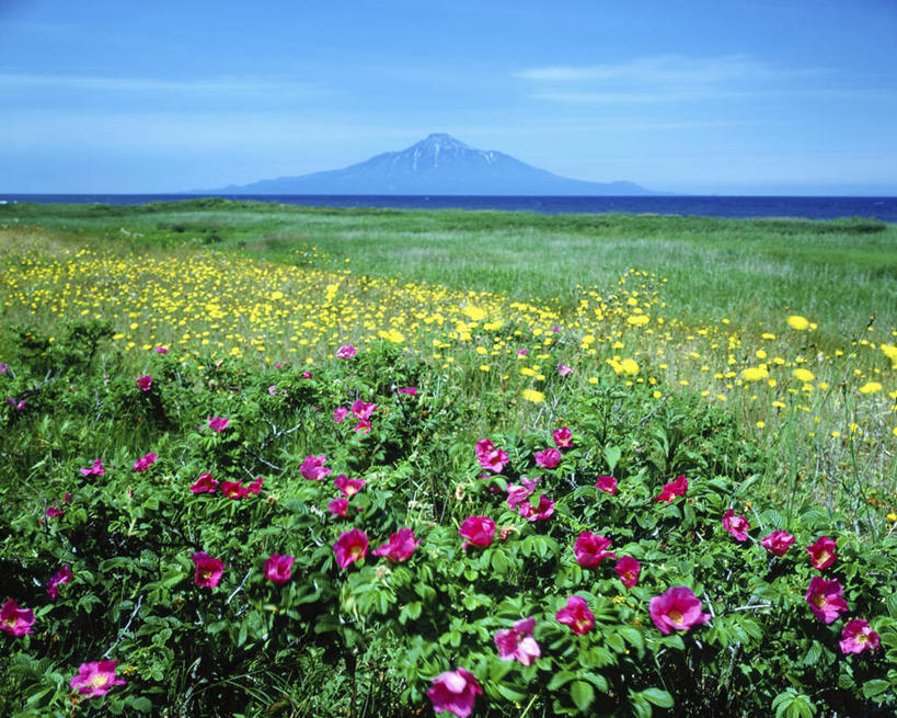 无人,横图,室外,白天,正面,旅游,度假,草地,草坪,花海,花圃,美景,山,山脉,植物,叶子,北海道,日本,亚洲,阴影,盛开,光线,影子,景观,山峰,云,云朵,山峦,花蕾,云彩,娱乐,草,花,花瓣,花朵,花卉,鲜花,粉色,黄色,蓝色,绿色,白云,蓝天,天空,阳光,自然,花丛,花束,花田,群山,天,花苞,花蕊,享受,休闲,景色,放松,晴朗,自然风光,东亚,日本国,北海道地方,北海道岛,晴空,彩图,利尻岛,利尻郡,利尻町