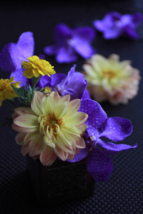 无人,竖图,俯视,室内,特写,白天,感激,阴影,新鲜,盛开,反射,影子,大丽花,花蕾,花,花瓣,花朵,鲜花,黄色,蓝色,花苞,花蕊,菊花,大理花,天竺牡丹,大丽菊,吉利,新意,富丽,大方,新颖,彩图,高角度拍摄,背叛,地瓜花,东洋菊