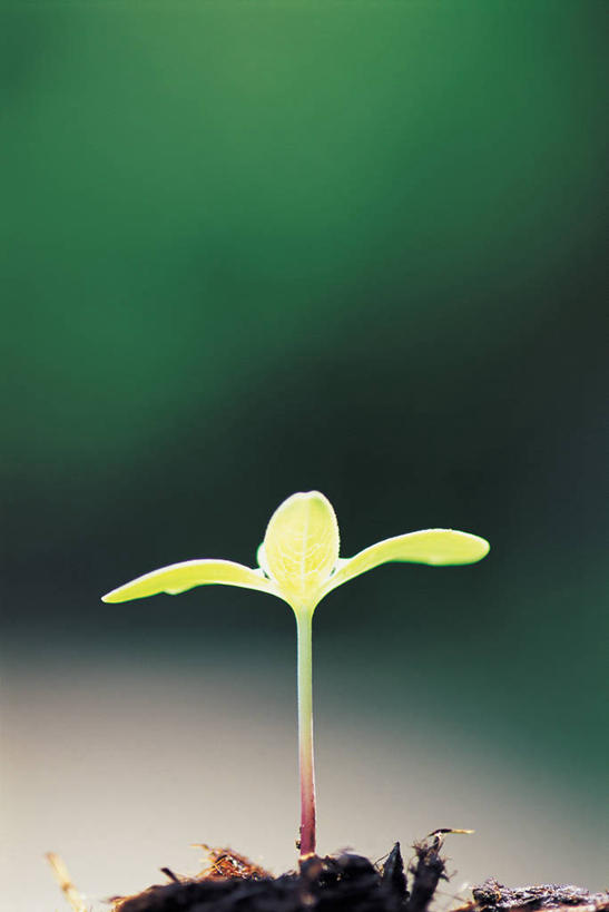 无人,竖图,室外,特写,白天,正面,美景,生气,朦胧,模糊,景观,泥土,土壤,发芽,幼苗,自然,嫩芽,景色,活力,朝气,生机,希望,自然风光,一株,新苗,抽芽,彩图