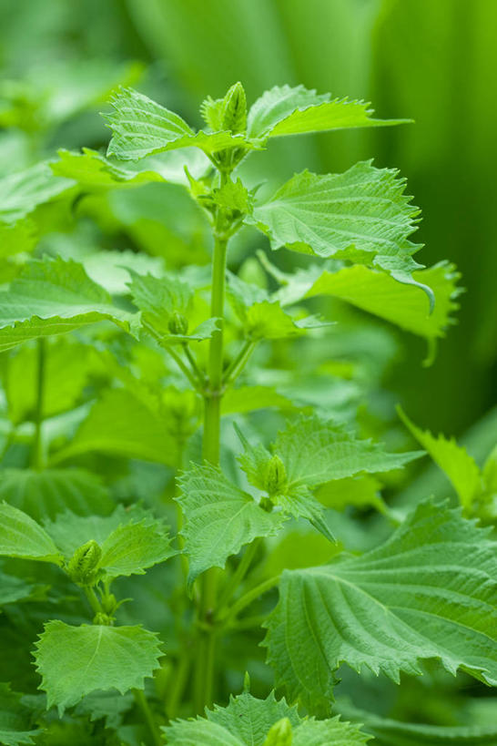 无人,竖图,俯视,室外,特写,白天,美景,叶子,朦胧,模糊,景观,绿叶,自然,嫩叶,景色,自然风光,紫苏,赤苏,红苏,黑苏,叶,叶片,彩图,高角度拍摄