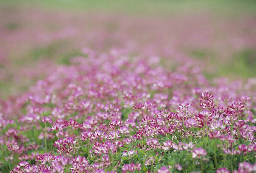 无人,横图,俯视,室外,白天,旅游,度假,花海,花圃,美景,植物,叶子,朦胧,模糊,盛开,景观,花蕾,娱乐,花,花瓣,花朵,花卉,鲜花,粉色,绿色,自然,花丛,花束,花田,花苞,花蕊,享受,休闲,景色,放松,自然风光,紫云英,红花草,翘摇,彩图,高角度拍摄