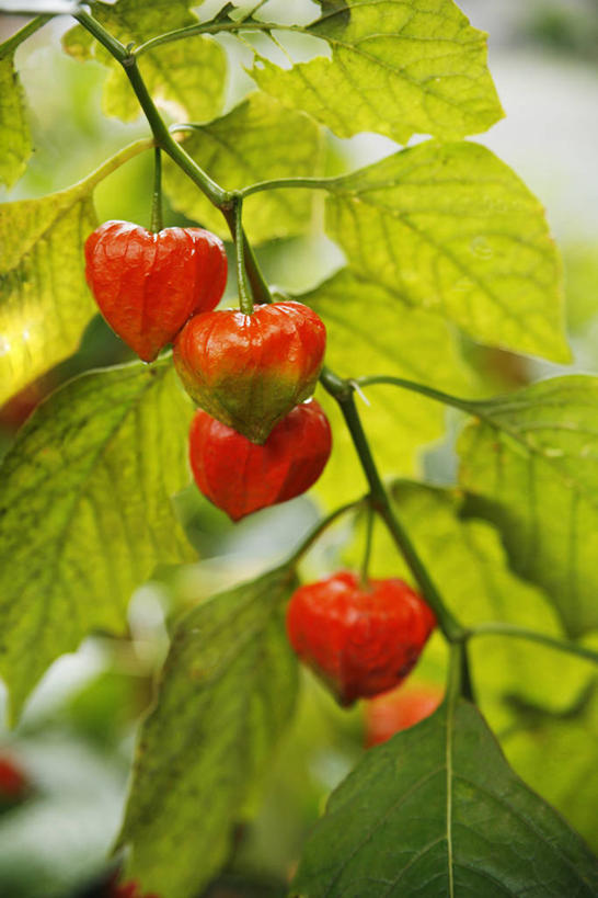 无人,竖图,室外,特写,白天,正面,美景,浆果,水果,叶子,朦胧,模糊,新鲜,景观,灯笼果,生食,食品,果实,绿叶,食物,红色,自然,嫩叶,景色,有机食品,绿色食品,自然风光,冬樱花,秘鲁苦蘵,小果酸浆,悸动,冬海棠,高盆樱,叶,叶片,醋栗,彩图