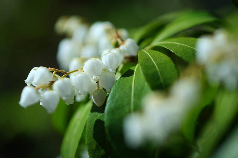 无人,横图,室外,特写,白天,正面,美景,杜鹃花,叶子,朦胧,模糊,盛开,景观,杜鹃,绿叶,花蕾,花,花瓣,花朵,鲜花,白色,自然,花苞,花蕊,嫩叶,景色,喜悦,有毒,克制,自然风光,红杜鹃,满山红,清明花,清时,山踯躅,红踯躅,节制,欣喜,马醉木,山石榴,映山红,叶,叶片,彩图