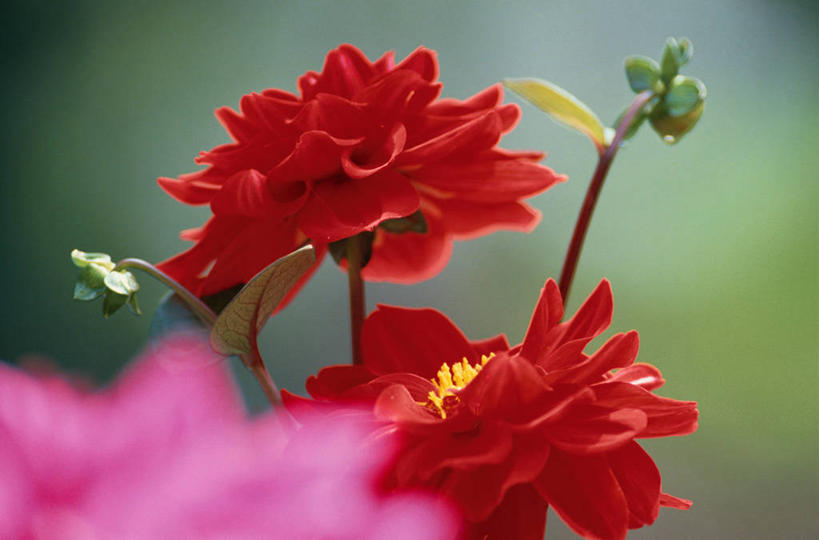 无人,横图,室外,特写,白天,正面,感激,美景,三朵,朦胧,模糊,新鲜,盛开,景观,大丽花,花蕾,花,花瓣,花朵,鲜花,粉色,红色,自然,花苞,花蕊,菊花,景色,大理花,天竺牡丹,自然风光,大丽菊,吉利,新意,富丽,大方,新颖,彩图,背叛,地瓜花,东洋菊