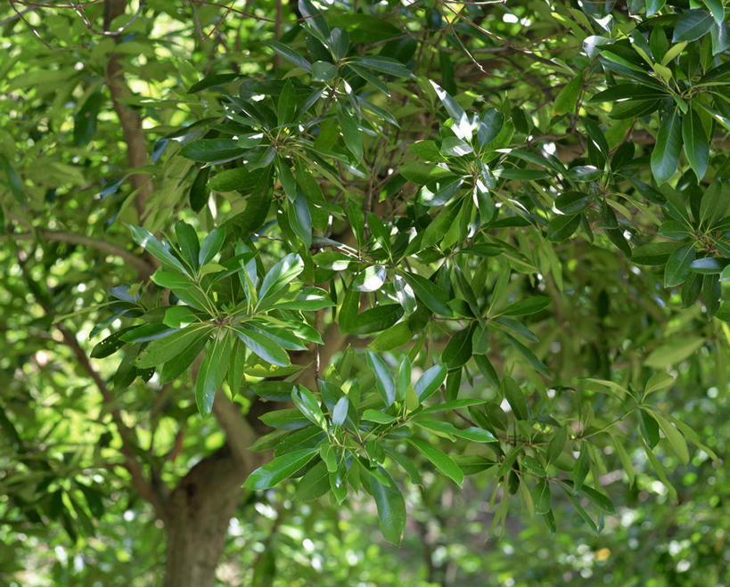 无人,横图,室外,白天,仰视,旅游,度假,美景,植物,叶子,阴影,光线,影子,景观,绿叶,枝条,娱乐,树,树木,树枝,绿色,阳光,自然,享受,休闲,嫩叶,景色,放松,生长,成长,自然风光,山毛榉,麻栎金刚,山毛榉树,虬枝,枝杈,栎,叶,叶片,彩图,低角度拍摄,栎树,壳斗,石栎