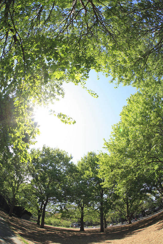 无人,竖图,室外,白天,广角镜头,鱼眼镜头,仰视,旅游,度假,草地,草坪,美景,森林,树林,植物,东京,日本,亚洲,阴影,光线,影子,景观,娱乐,草,树,树木,蓝色,绿色,蓝天,天空,阳光,自然,天,享受,休闲,景色,放松,生长,晴朗,成长,自然风光,东亚,本州,万里无云,关东地方,本州岛,日本国,东京都,晴空,晴空万里,彩图,低角度拍摄,世田谷区